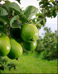 /storage/arquivos/card-tecnico-em-fruticultura-ead.jpg /storage/arquivos/card-tecnico-em-fruticultura-ead.jpg